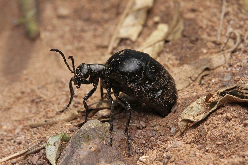 Oil beetle (Meloidae, Meloe sp.)USA, TX, Jeff Davis Co.: Fort DavisDavis Mountains State Park 