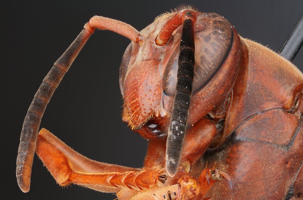 Red paper wasp (Vespidae, Polistes carolina)USA, TX, Blanco Co.: Johnson City 