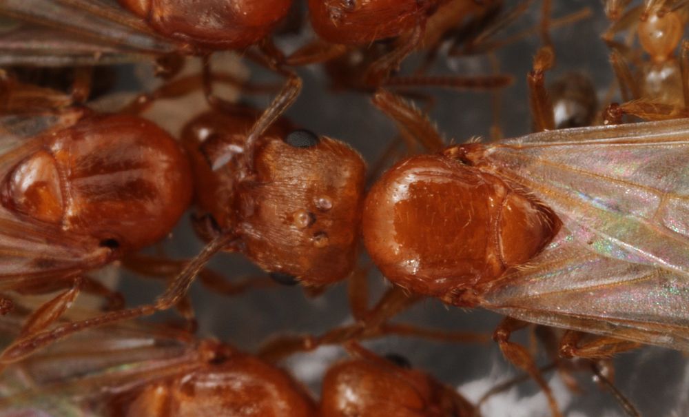Alate ant queens (Pheidole dentata)USA, TX, Travis Co.: AustinBrackenridge Field Laboratory coll. J. N. Schlauch.