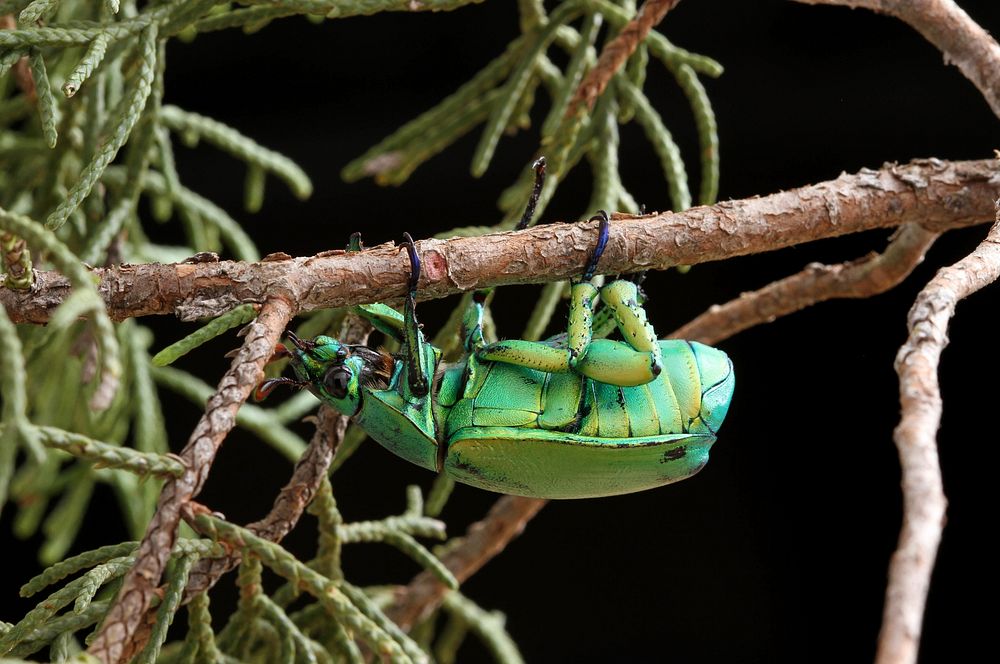 Wood's Jewel Scarab (Scarabaeidae, Chrysina woodi)USA, TX, Jeff Davis Co.: Fort DavisSeptember 5, 2016.