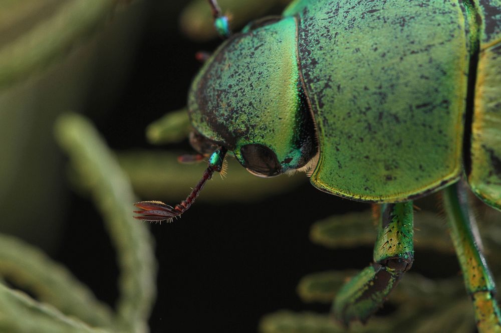 Wood's Jewel Scarab (Scarabaeidae, Chrysina woodi)USA, TX, Jeff Davis Co.: Fort Davis 