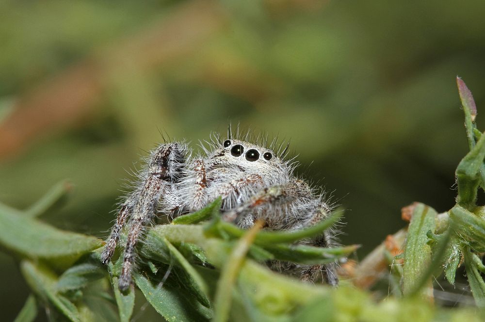 Jumping spider, female (Salticidae, Phidippus sp.)USA, TX, Jeff Davis Co.: Fort DavisDavis Mountains State Park 