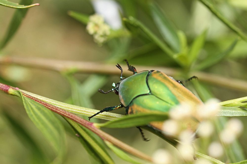 Green June beetle (Scarabaeidae, Cotinis nitida)USA, TX, Jeff Davis Co.: Fort DavisDavis Mountains State Park 