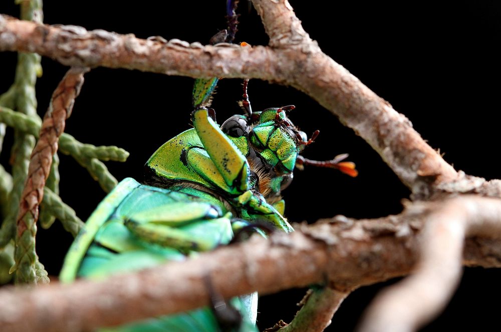 Wood's Jewel Scarab (Scarabaeidae, Chrysina woodi)USA, TX, Jeff Davis Co.: Fort DavisTX-118 