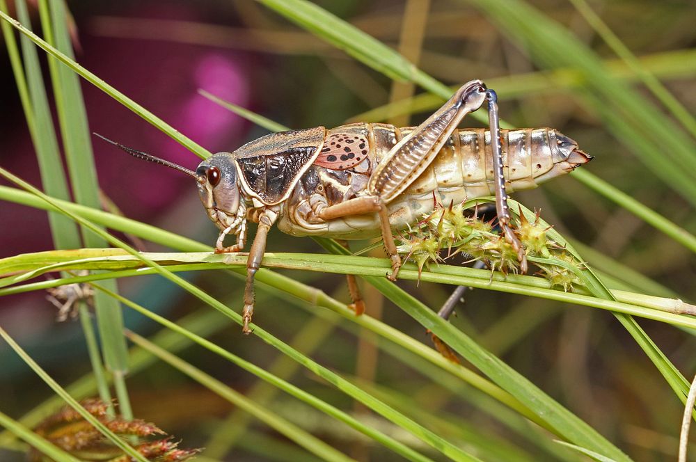 Plains Luber Grasshopper (Acrididae, Brachystola magna)USA, TX, Jeff Davis Co.: Fort DavisDavis Mountains State Park 