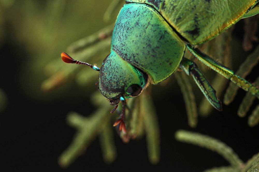 Wood's Jewel Scarab (Scarabaeidae, Chrysina woodi)USA, TX, Jeff Davis Co.: Fort DavisTX-118 