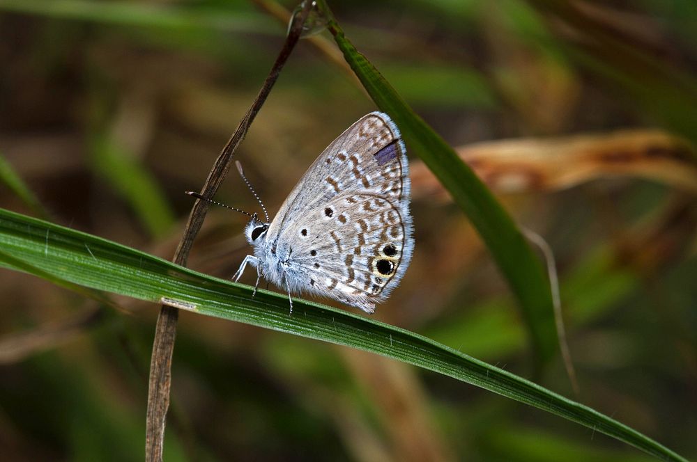 Ceraunus Blue (Lycaenidae, Hemiargus ceraunus)USA, TX, Dimmit Co.: CotullaChaparral Wildlife Management Area 