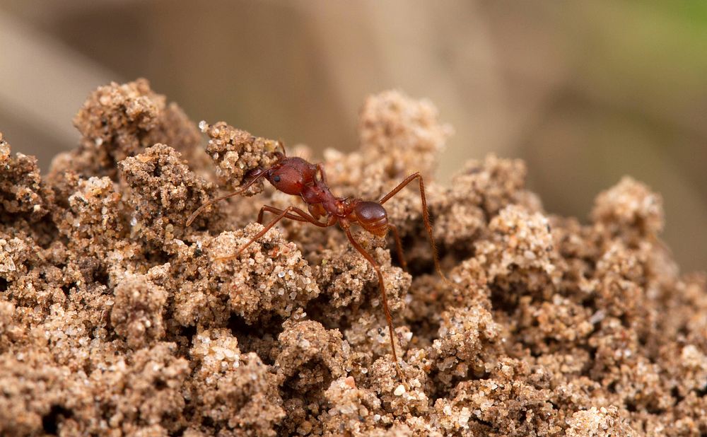 Texas Leafcutter Ant (Formicidae, Atta texana)USA, TX, Travis Co.: AustinBrackenridge Field Laboratory 
