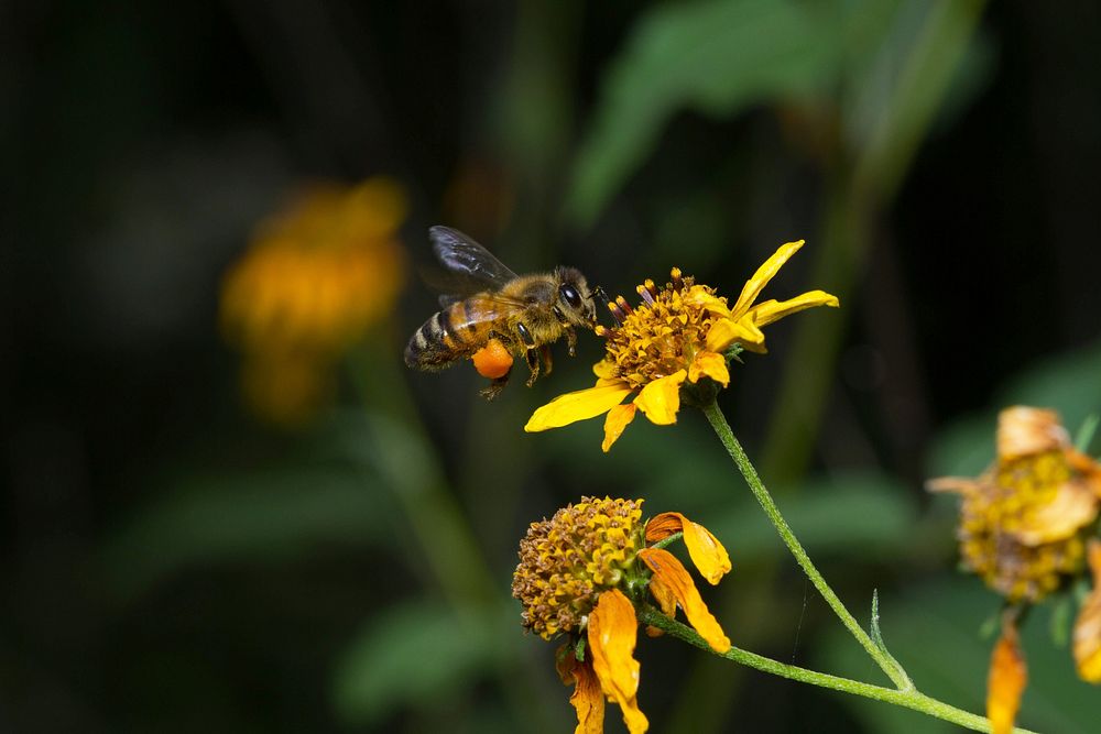 Honey Bee (Apidae, Apis mellifera)USA, TX, Travis Co.: AustinBrackenridge Field Laboratory 