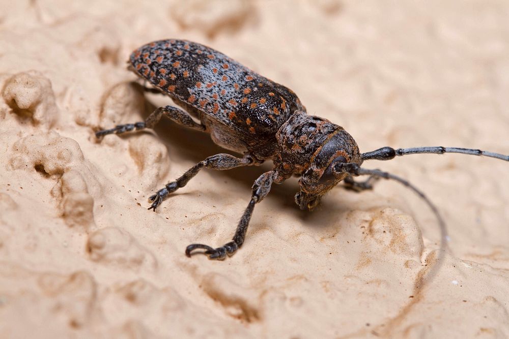 Mesquite Girdler (Cerambycidae, Oncideres rhodosticta)USA, TX, Dimmit Co.: CotullaChaparral Wildlife Management Area 