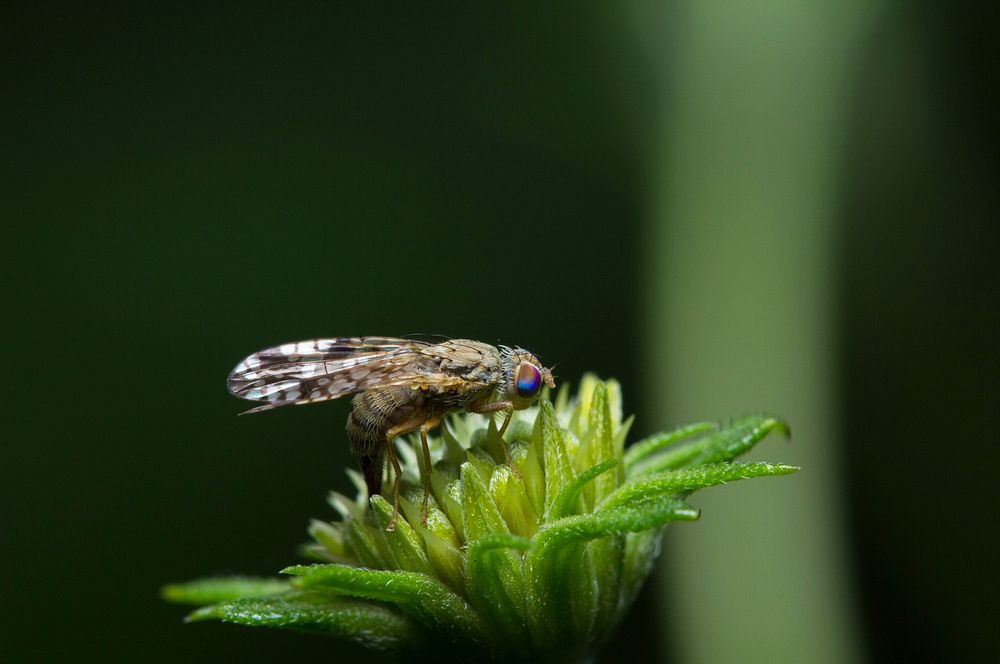Fruit fly (Diptera, Tephritidae)USA, TX, Travis Co.: AustinBrackenridge Field Laboratory 
