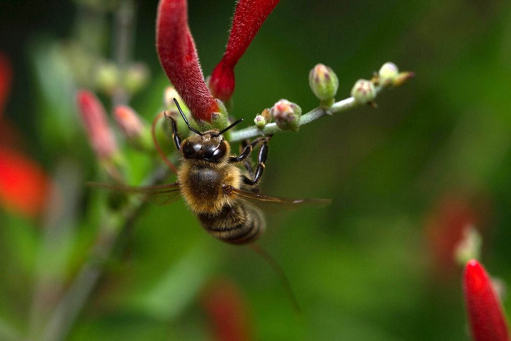 Honey bee on flame acanthus (Apidae, Apis mellifera)USA, TX, Travis Co.: AustinBrackenridge Field Laboratory 