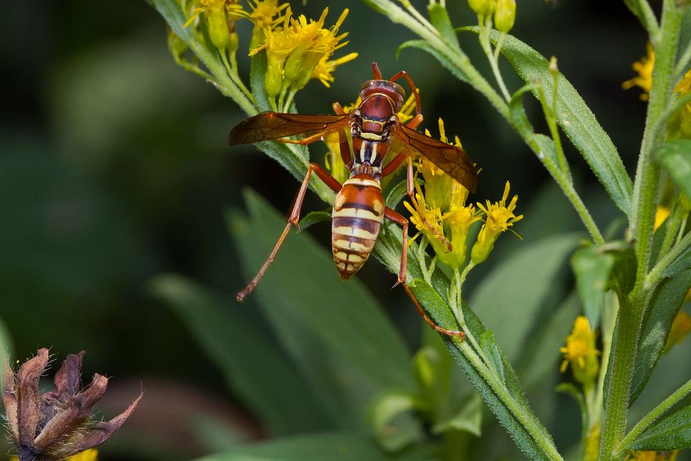 Paper wasp (Vespidae, Polistes apachus)USA, TX, Travis Co.: AustinBrackenridge Field Laboratory 