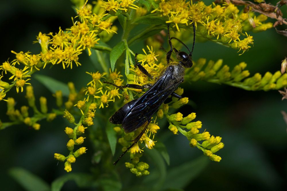 Great Black Wasp (Sphecidae, Sphex pensylvanicus)USA, TX, Travis Co.: AustinBrackenridge Field Laboratory 