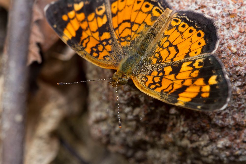 Pearl Crescent (Nymphalidae, Phyciodes tharos)USA, TX, Gonzales Co.: GonzalesPalmetto State Park 