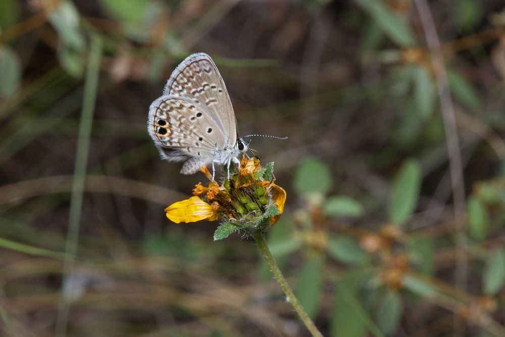 Ceraunus Blue (Lycaenidae, Hemiargus ceraunus)USA, TX, Travis Co.: AustinWild Basin Wilderness Preserve 