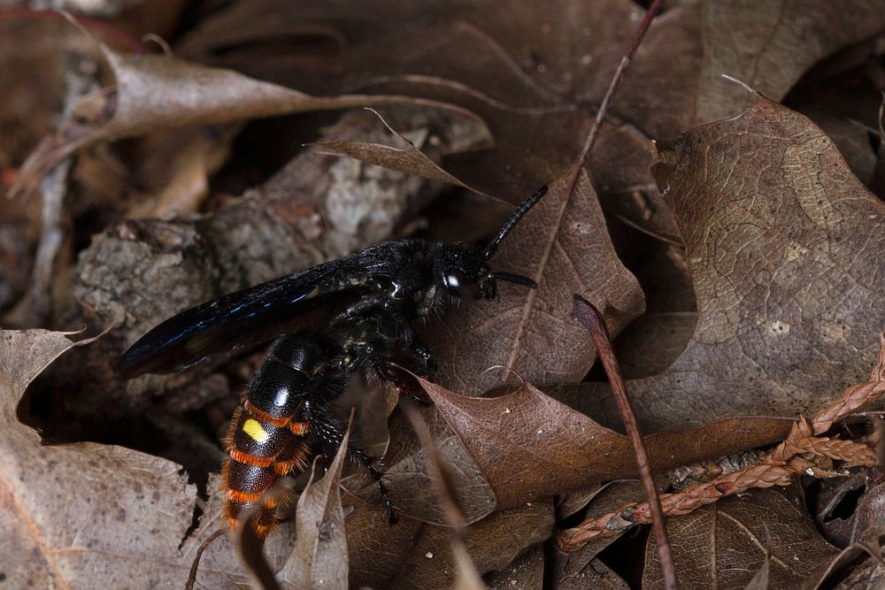 Blue-winged Wasp (Scoliidae, Scolia dubia)USA, TX, Travis Co.: AustinWild Basin Wilderness Preserve 