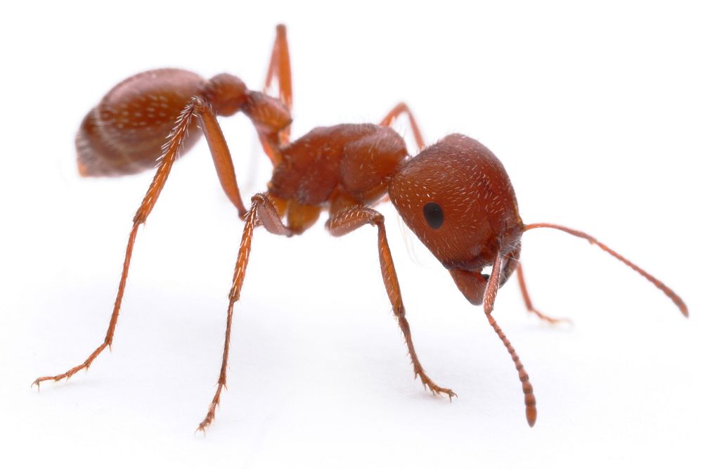 Maricopa harvester ant (Formicidae: Pogonomyrmex maricopa)Public domain image by Brett Morgan, produced as part of the…