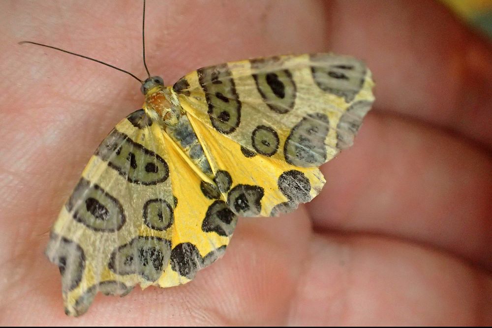 Blotched Leopard Moth (Geometridae, Pantherodes sp.)MX, VZ, Fortin de las Flores