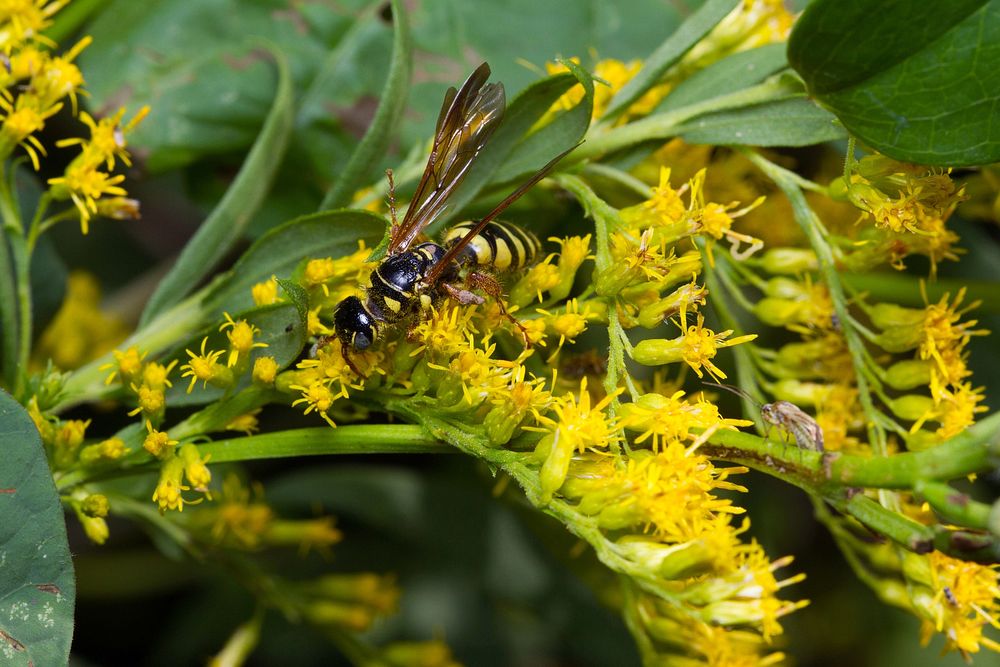Thynnid wasp (Thynnidae, Myzinum maculatum)USA, TX, Travis Co.: AustinBrackenridge Field Laboratory 
