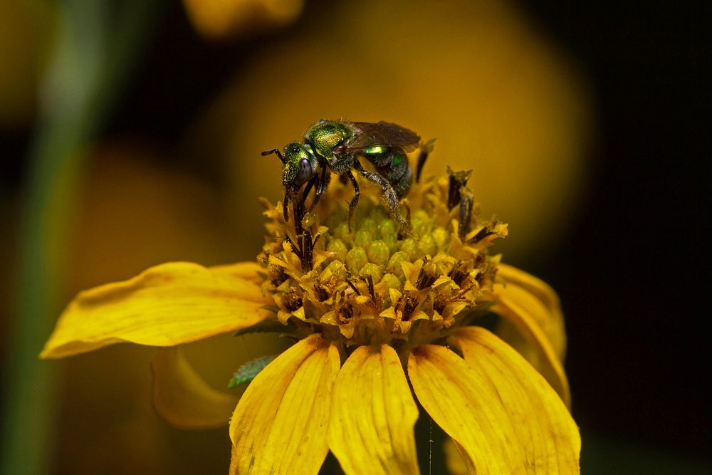 Sweat Bee (Halictidae, Augochlorini)USA, TX, Travis Co.: AustinBrackenridge Field Laboratory