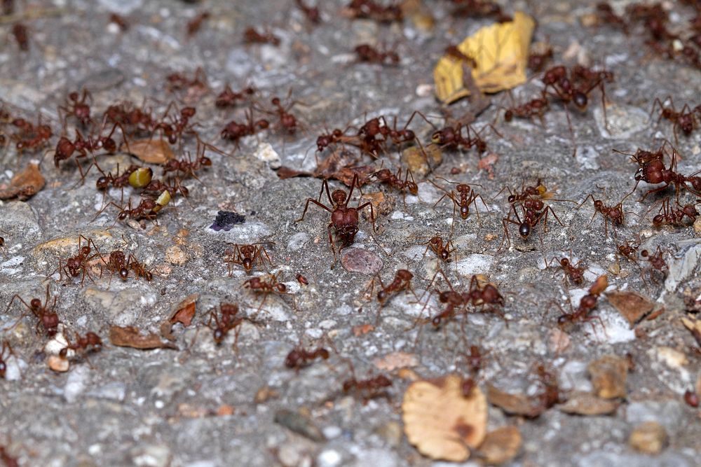 Texas Leaf-cutting Ants (Myrmicinae, Atta texana)USA, TX, Travis Co.: AustinBrackenridge Field Laboratory 