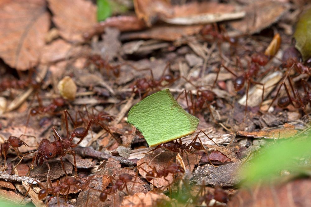 Texas Leaf-cutting Ants (Myrmicinae, Atta texana)USA, TX, Travis Co.: AustinBrackenridge Field Laboratory 