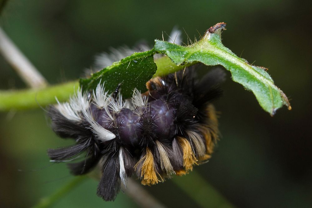 Milkweed Tussock Moth (Erebidae, Euchaetes egle)USA, TX, Travis Co.: AustinBrackenridge Field Laboratory