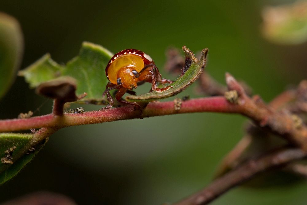 Sumac Flea Beetle (Chrysomelidae, Blepharida rhois)USA, TX, Travis Co.: AustinTom Hughes Park 