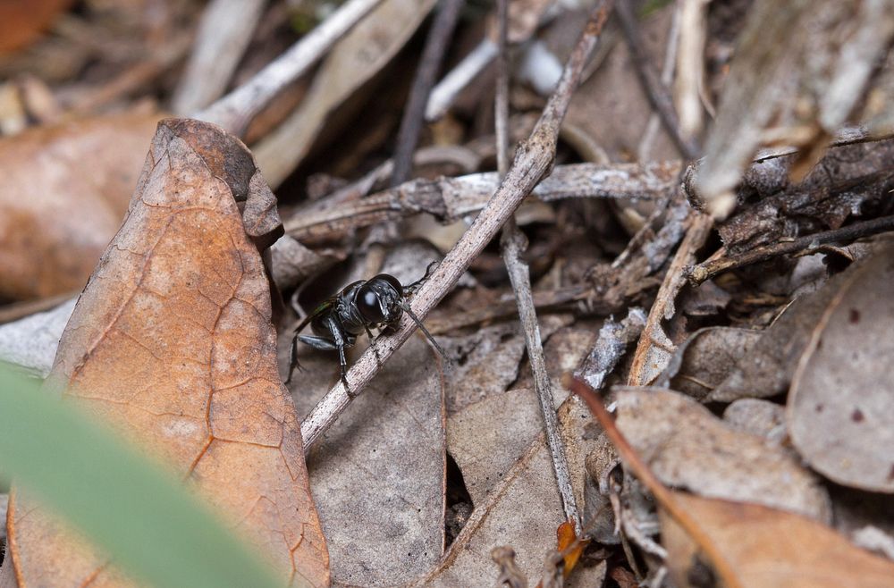 Crabronid wasp (Crabronidae, Crabroninae)USA, TX, Travis Co.: AustinBrackenridge Field Laboratory 