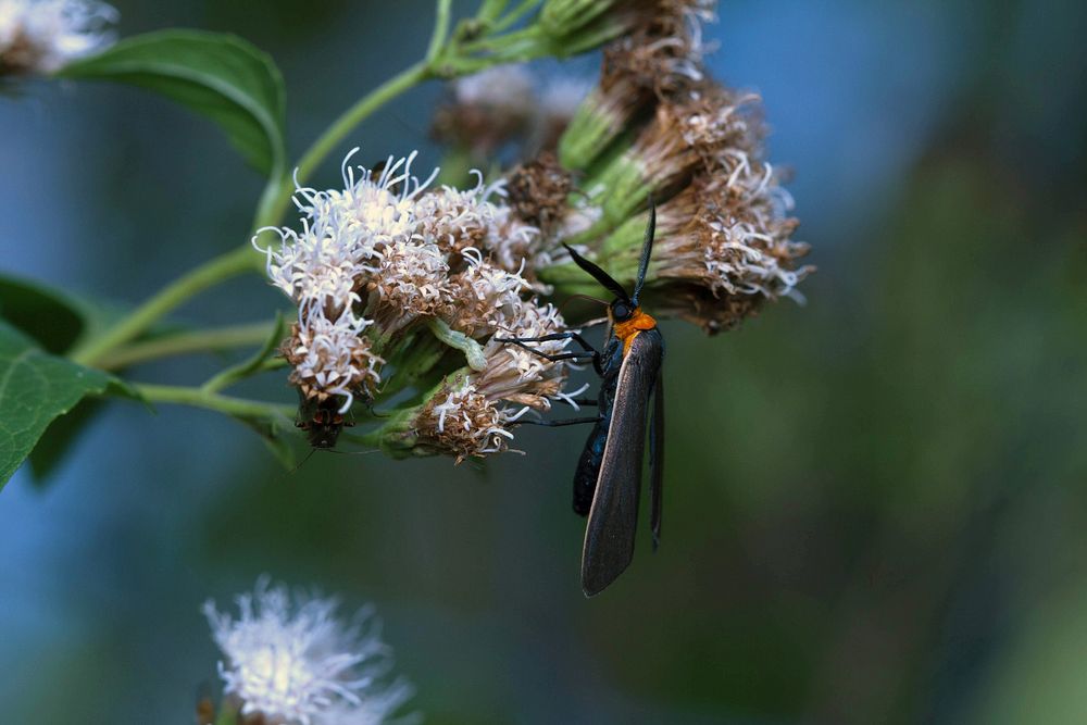 Yellow-collared Scape Moth (Erebidae, Cisseps fulvicollis)USA, TX, Travis Co.: AustinBrackenridge Field Laboratory 