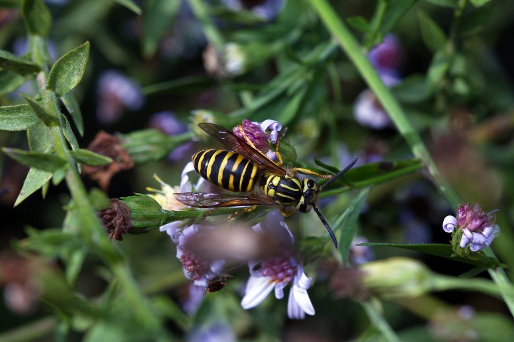 Southern Yellowjacket (Vespidae, Vespula squamosa)USA, TX, Travis Co.: AustinBrackenridge Field Laboratory 