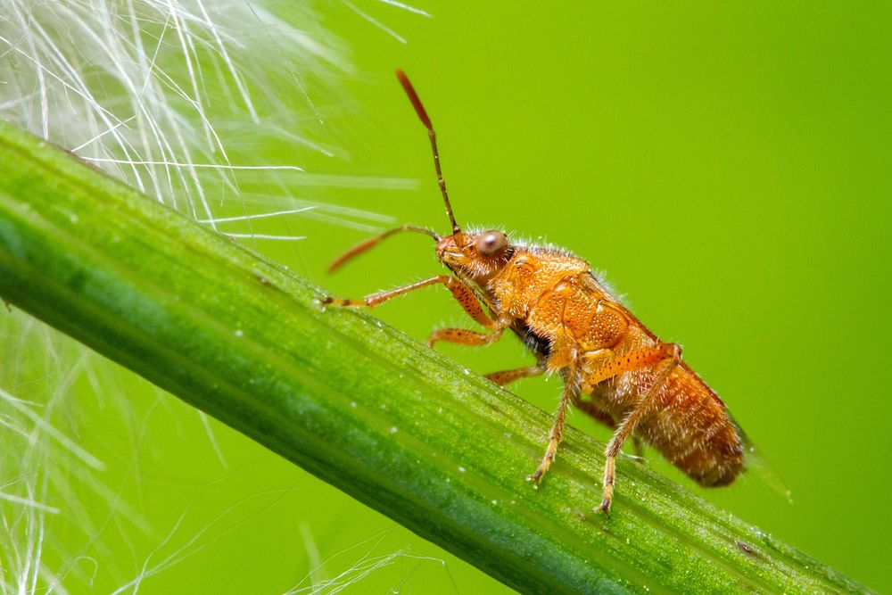 Lygaeoid seed bugUSA TX Travis Co.: AustinBrackenridge Field Laboratory