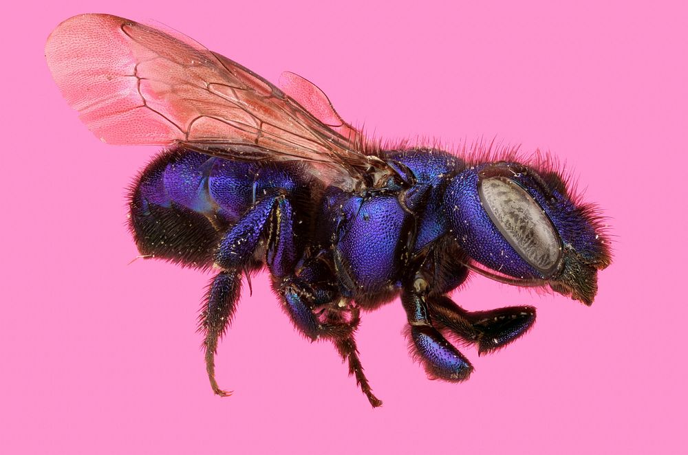 Mason Bee or Blueberry Bee (Megachilidae, Osmia sp.)PMax. Background with solid color.USA, CA, Plumas Co.: 1.6mi N of…