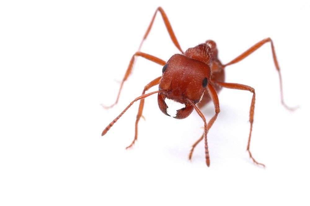 Maricopa harvester ant (Formicidae: Pogonomyrmex maricopa)Public domain image by Brett Morgan, produced as part of the…