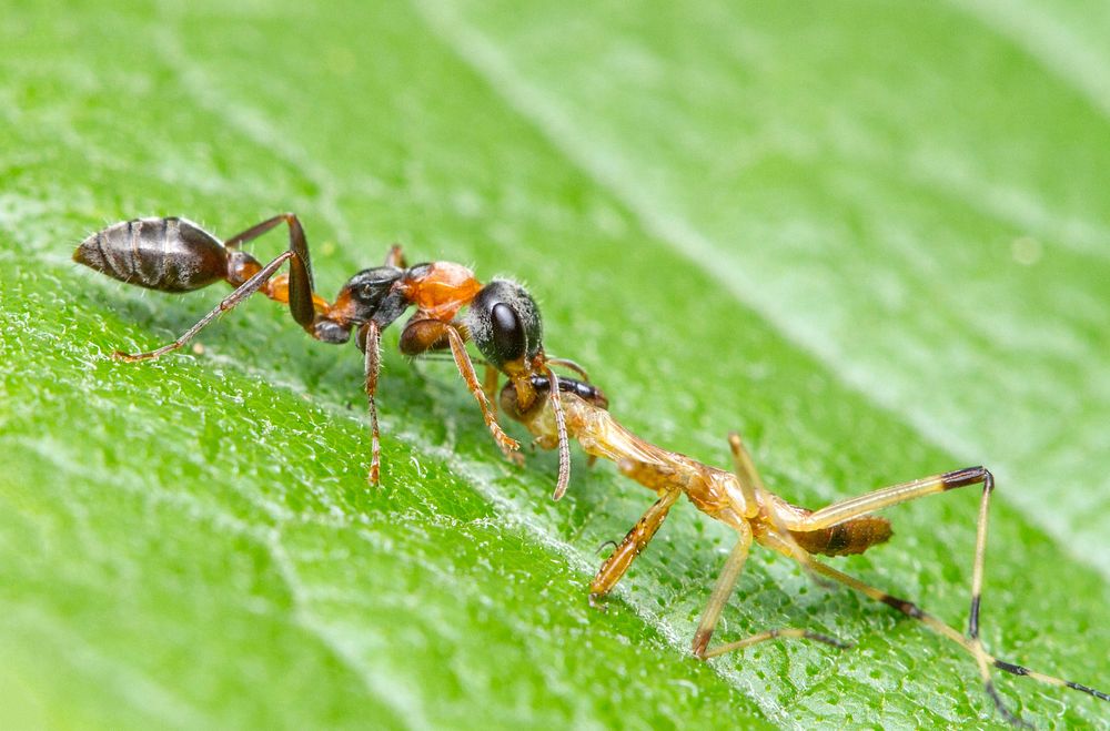 Predator vs PredatorAn elongate twig ant (Pseudomyrmex gracilis) takes down a young mantis.USA, TX, Travis County:…