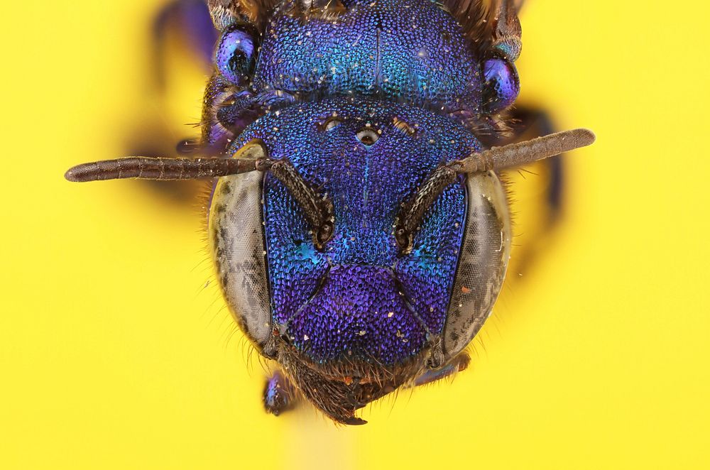 Mason Bee or Blueberry Bee (Megachilidae, Osmia sp.)DMap.USA, CA, Plumas Co.: 1.6mi N of CaribouLassen National Forest…