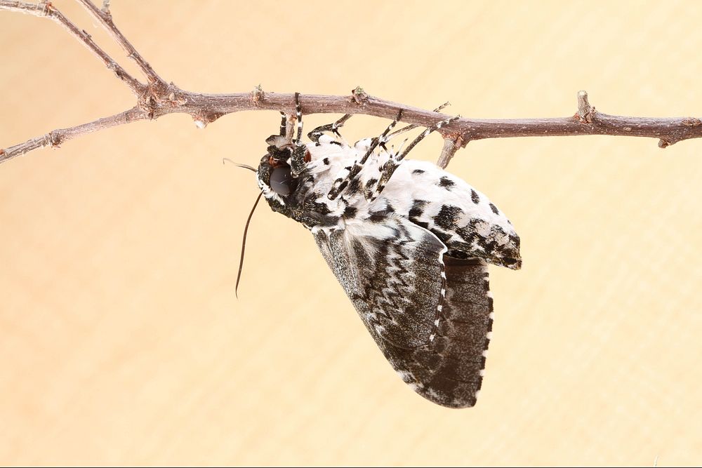 Freshly-eclosed Rustic Sphinx Moth (Sphingidae, Manduca rustica (Fabricius))USA, TX, Travis Co.: AustinUniversity of Texas…
