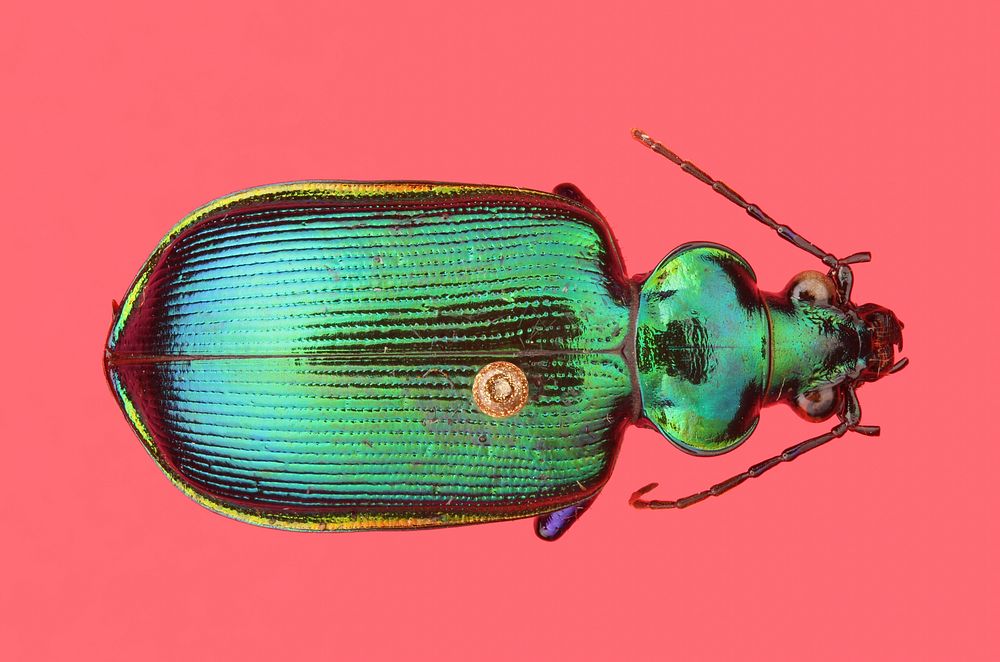 Calosoma aurocinctumTX: Hidalgo Co.17km SE of McAllenCollector UnknownA public domain image by Anne Schultz, produced as a…