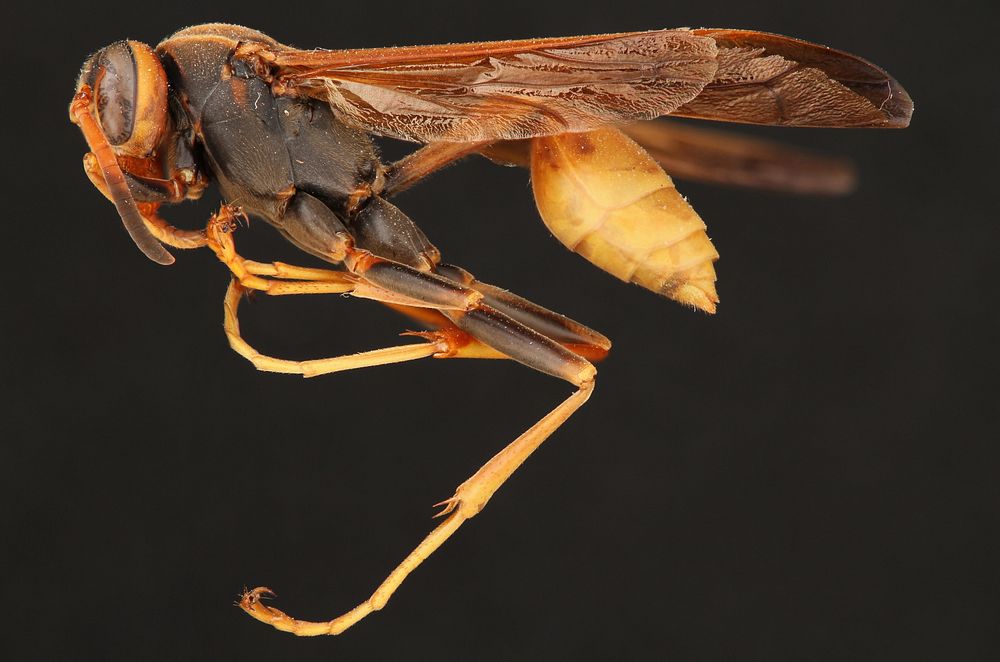 Western Paper Wasp (Vespidae, Mischocyttarus flavitarsis (Saussure))USA, TX, Jeff Davis Co.: Fort DavisTX 118, Rest…