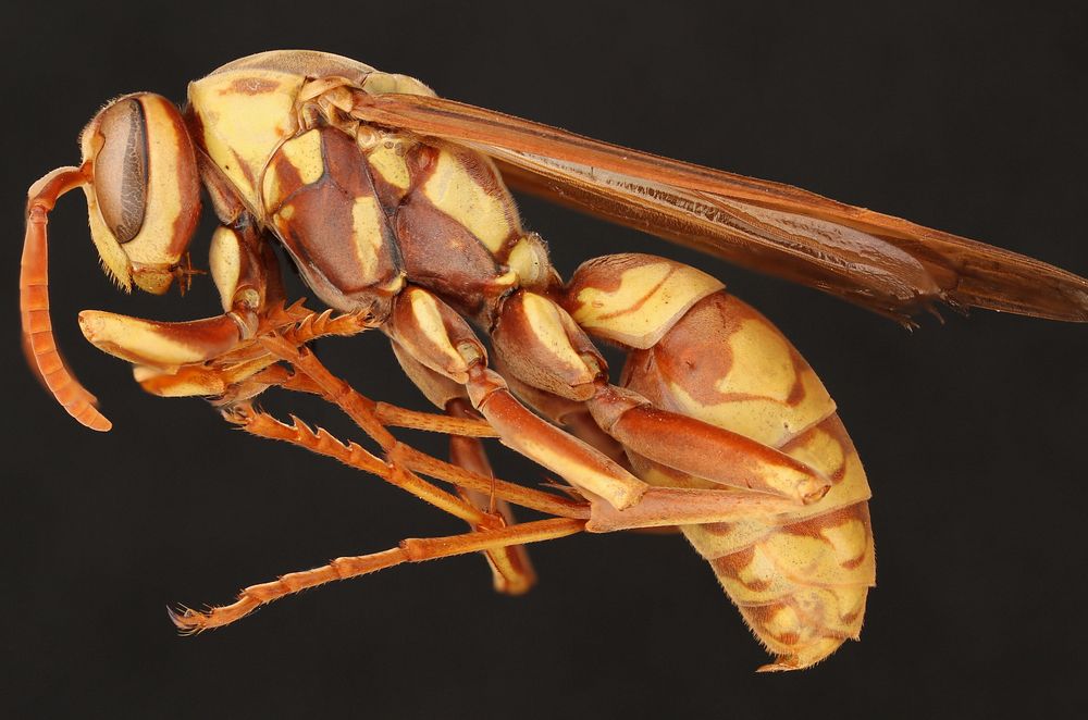 Texas Paper Wasp (Vespidae, Polistes apachus (Saussure))USA, TX, Travis Co.: AustinHornsby Bend Bird ObservatoryHoney…