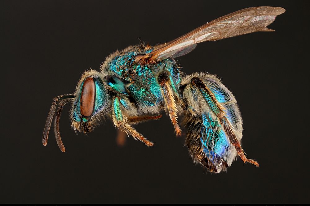 Sweat bee (Halictidae, Augochloropsis metallica (Fabricius))USA, TX, Bastrop Co.: Red RockBastrop 2014-14 Texas EcoLabRed…