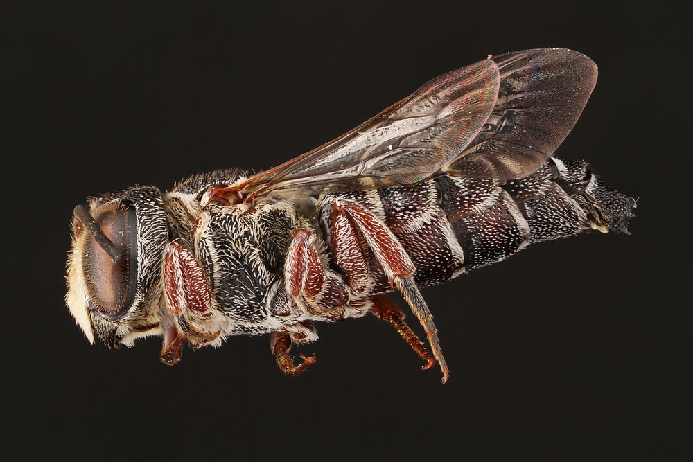 Cuckoo-leaf-cutter bee, male (Megachilidae, Coelioxys texana (Cresson))USA, TX, Bastrop Co.: Red RockBastrop 2014-14 Texas…