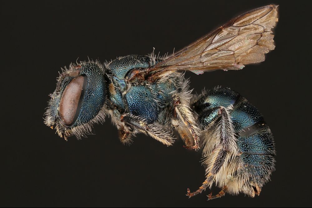 Mason bee, female (Megachilidae, Osmia subfasciata (Cresson))USA, TX, Blanco Co.: Johnson City10 K NW of Johnson CityOpen…