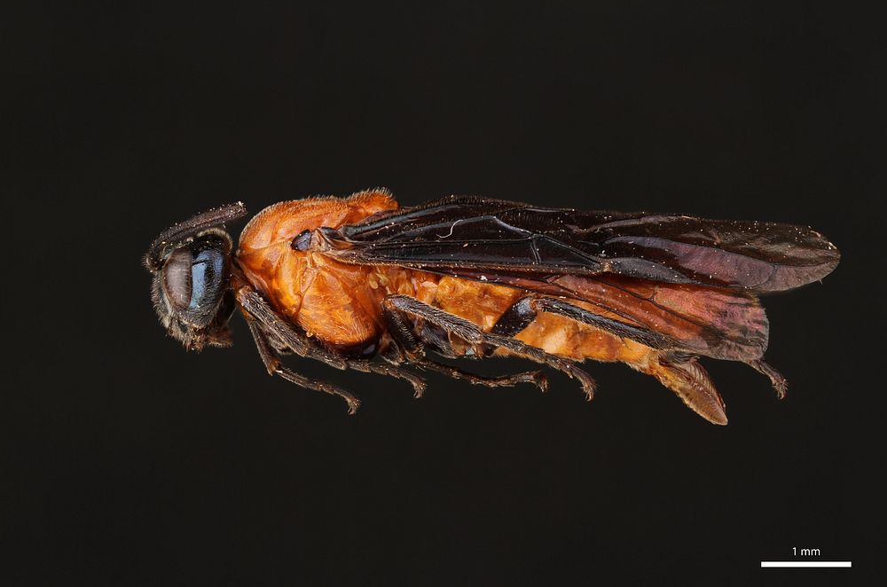 Birch Sawfly (Argidae, Arge pectoralis (Leach))USA, AR, Montgomery Co.: OuachitaJ.C. Abbott  