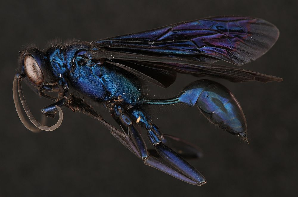 Blue Mud Wasp (Sphecidae, Chalybion californicum (Saussure))USA, TX, Guadalupe Co.: SeguinGuadalupe 2014-02Sandy open…