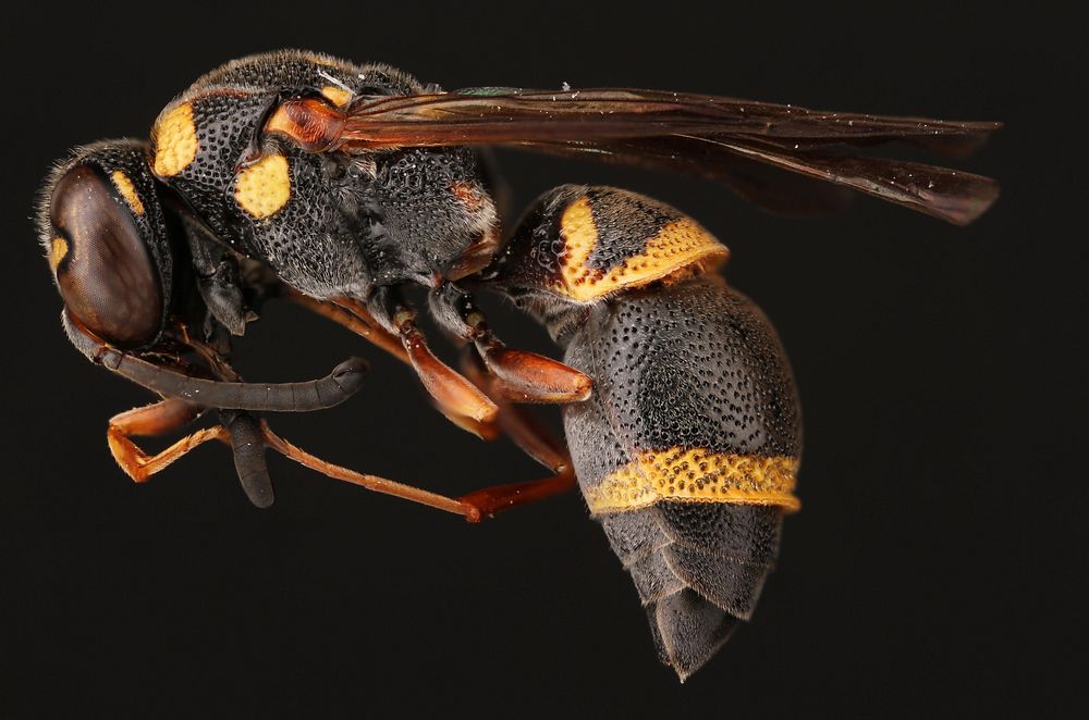 Potter wasp (Vespidae, Parancistrocerus sp.)USA, TX, Travis Co.: AustinHornsby Bend Bird ObservatoryRiver trail, mixed…