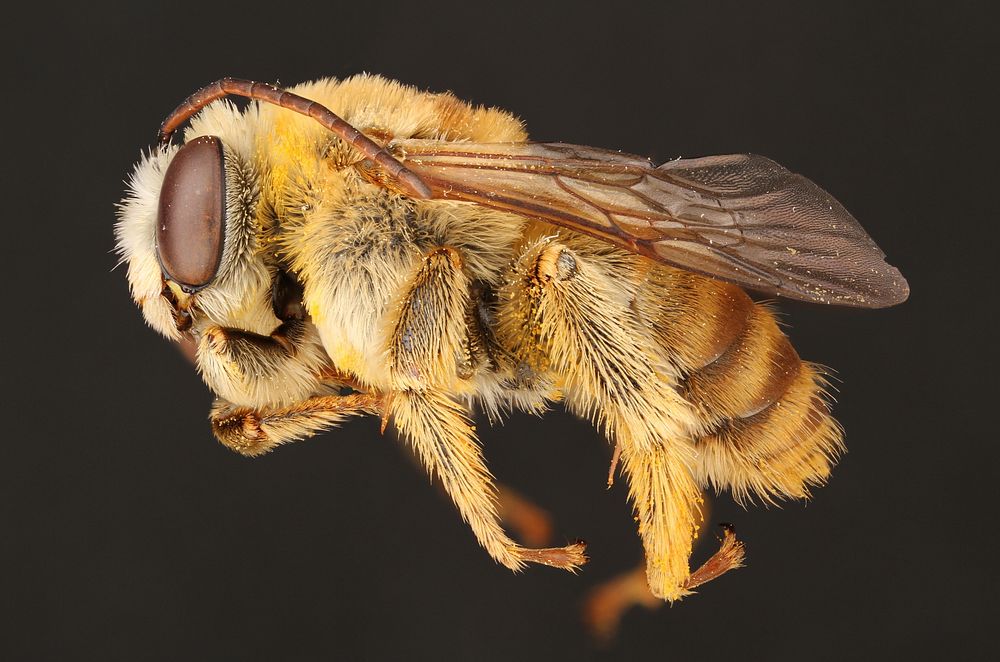 Long-horned bee, male (Apidae, Svastra texana (Cresson))USA, TX, Travis Co.: AustinSteiner Ranch Trails, Bella MarJuniper…