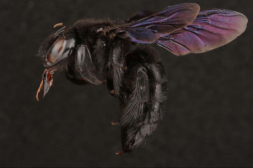 Large carpenter bee, female (Apidae, Xylocopa mexicanorum (Cockerell))USA, TX, Travis Co.: AustinBrackenridge Field…