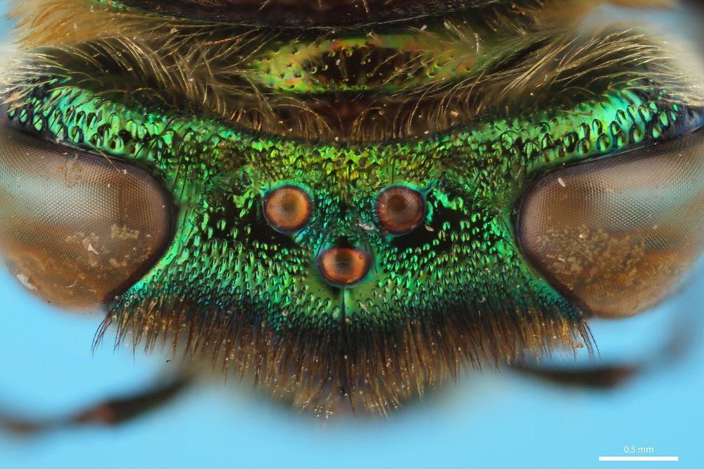 Eyes and ocelli of an orchid bee (Apidae, Euglossa hansoni (Moure))CR, Heredia, 5 KM S.E. Pt. ViejoFinca La Selva, 350…